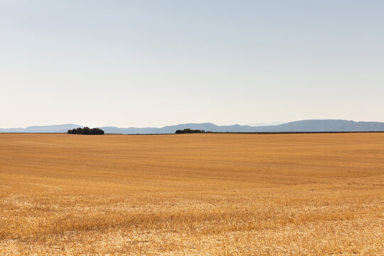 Paysage de campagne, grand champ de bl&eacute; coup&eacute; jaune dor&eacute; au premier plan, arbres, collines et ciel bleu en arri&egrave;re-plan, Provence, sud de la France
