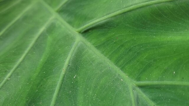 Close up view of the intricate vein patterns on a lush green tropical leaf
