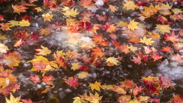 Colorful autumn leaves floating on water covered with first snow in Hokkaido revealed by zoom and pan