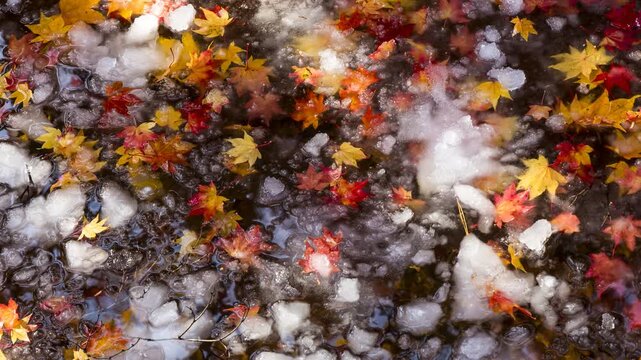 Colorful autumn leaves floating on water covered with first snow in Hokkaido revealed by zoom and pan