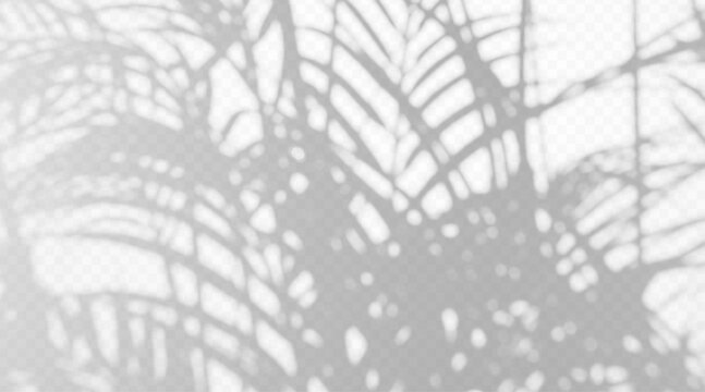 Abstract blurred palm tree branch shadow overlay isolated on white background. Soft tropical frond silhouette with diffused light effect.