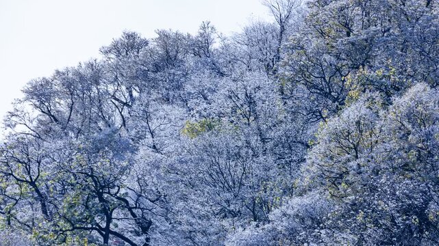 Mountain trees covered in white frost on first snow morning revealed by zoom and pan camera movement