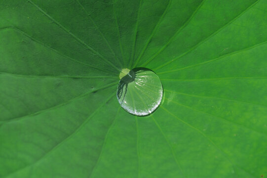Close-up of a large green lotus leaf with a clear water drop in the center under summer sunlight for natural background