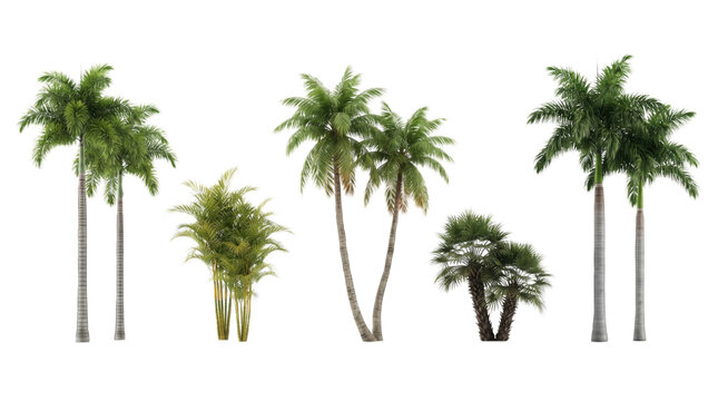 Collection of various tropical palm trees for landscape design isolated on transparent background
