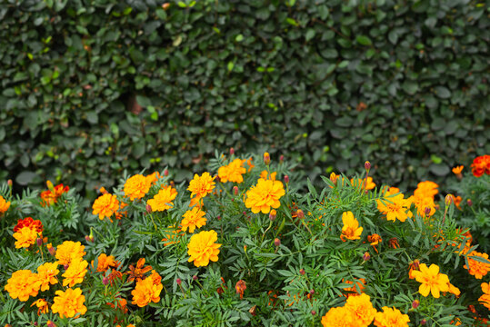A bed of bright orange flowers blooms vibrantly in a garden. The flowers are surrounded by rich green foliage, showcasing a colorful and lively atmosphere