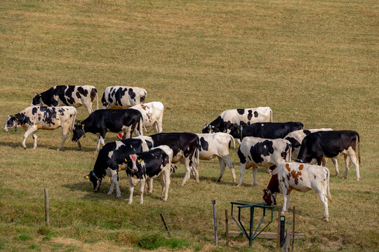 Summer landscape, The terrain of hilly countryside, A flock of black and white Dutch cows walking nibbling fresh green grass meadow on hillside, Gulpen-Wittem and region in Zuid-Limburg, Netherlands.