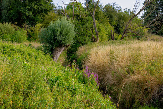Summer landscape, The terrain of countryside in Zuid-Limburg, Small river kleine Geul with green grass meadow and tree, Gulpen-Wittem and region is a villages in Dutch province of Limburg, Netherlands