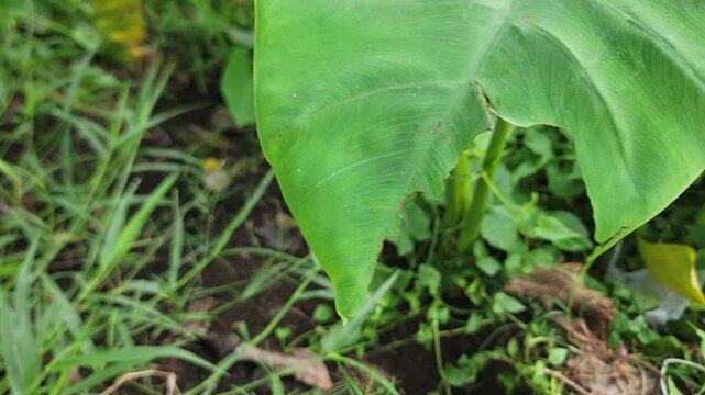 A close up view of a vibrant green taro leaf growing in a garden setting