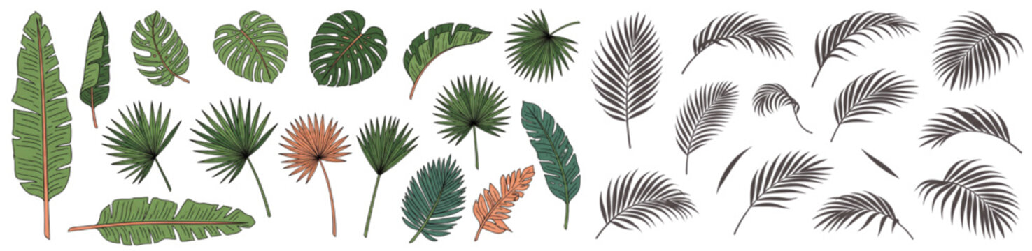 Tropical Palm Monstera and Banana Leaves Botanical Vector Collection