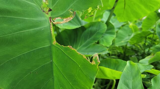 A close up view of a vibrant green taro leaf with natural insect damage