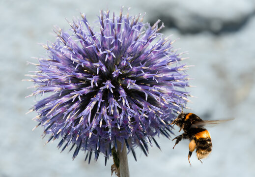 Bee Foraging on a Purple Thistle Flower