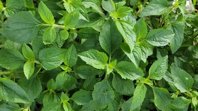 A close up view of vibrant green mint leaves growing in a lush garden setting