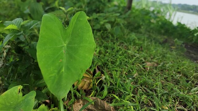 A vibrant green heart shaped taro leaf growing in a lush outdoor landscape