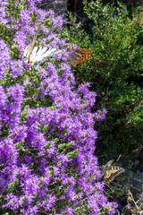 Obraz premium Colorful butterflies pollinating vibrant purple flowers in Corfu
