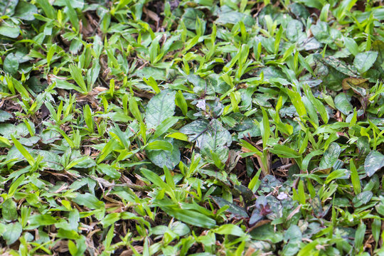 Redweed (Melochia corchorifolia L) is growing in lawn ,Thailand.