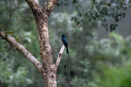 Greater racket tailed drongo with its long distinctive outer tail feathers perched on a tree branch in a lush forest habitat.