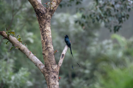 Greater racket tailed drongo with its long distinctive outer tail feathers perched on a tree branch in a lush forest habitat.