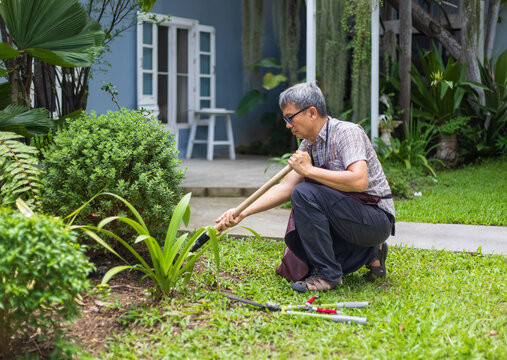 An senior man using a narrow spade to loosen the soil under ornamental shrubs in a backyard garden.