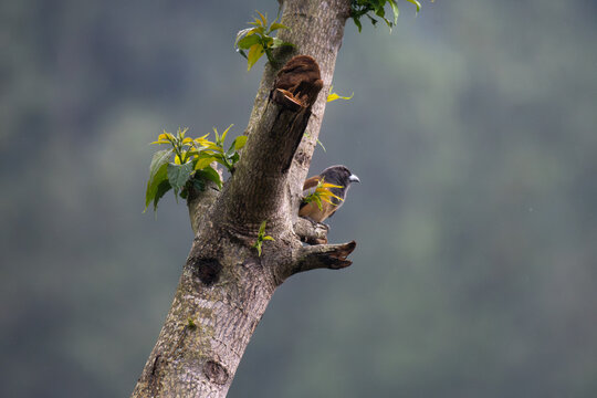 Rufous Treepie, Dendrocitta vagabunda perched gracefully on a green, leafy tree branch against a soft, overcast sky background.