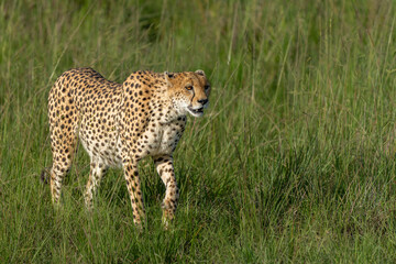 Cheetah (Acinonyx jubatus) looking for prey on the plains of the Masai Mara National Reserve in Kenya © henk bogaard