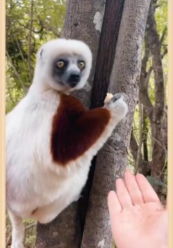 lemur on tree