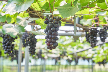 Vibrant greenhouse vineyard showcasing ripe purple and bright green fruit clusters hanging from leafy canopies highlighting sustainable organic agriculture and premium seasonal dessert ingredients © 진영김