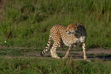 Cheetah (Acinonyx jubatus) looking for prey on the plains of the Masai Mara National Reserve in Kenya © henk bogaard