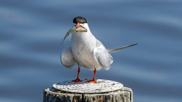 Common tern (Sterna hirundo) swallowing a fish while perched on a pole in water