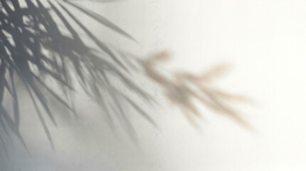 Obraz premium Minimalist palm leaf shadow on white wall, soft sunlight botanical background, neutral beige blur texture for design