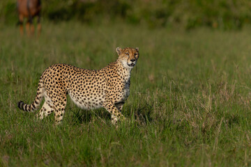 Cheetah (Acinonyx jubatus) looking for prey on the plains of the Masai Mara National Reserve in Kenya © henk bogaard