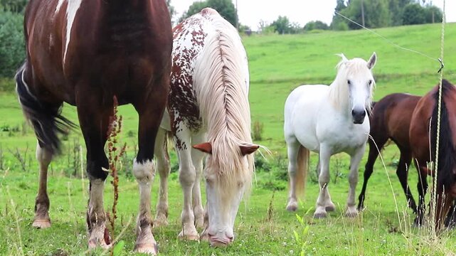 Multiple beautiful horses with different coat colors and patterns eat fresh grass in a peaceful sunny countryside pasture landscape throughout the afternoon