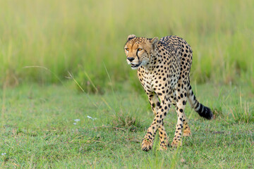 Cheetah (Acinonyx jubatus) looking for prey on the plains of the Masai Mara National Reserve in Kenya © henk bogaard