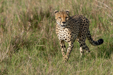 Cheetah (Acinonyx jubatus) looking for prey on the plains of the Masai Mara National Reserve in Kenya © henk bogaard