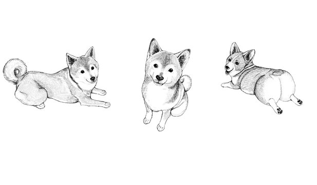 sketch of fox