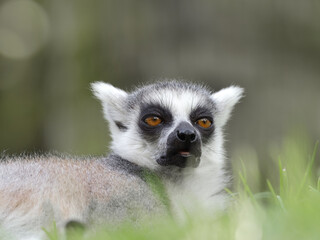 Head portrait of a ring tailed lemur showing its orange eyes and distinctive black and white fur pattern, resting in green grass © danr13