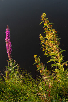 Purple loosestrife and Yellow loosestrife blooming on the bank of a ditch with dark water