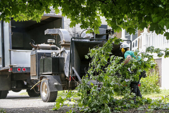 Travaux d'&eacute;lagage avec un broyeur d'arbres	
