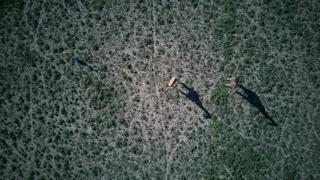 Aerial view of giraffes walking through the dry savanna landscape of the Khama Rhino Sanctuary, Paje, Central District, Botswana.
