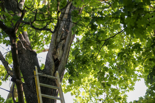 &Eacute;chelle menant au sommet d'un arbre, avec des feuilles vertes en arri&egrave;re-plan.
