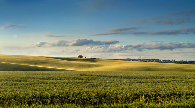 A picturesque landscape with rolling fields with lonely tree and a blue sky.