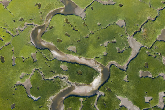 Narrow channels meander through a beautiful and extensive salt marsh in Pleasant Bay, Cape Cod. Marshes provide critical habitat for many birds, fish, and marine invertebrates to feed, mate, and nest.