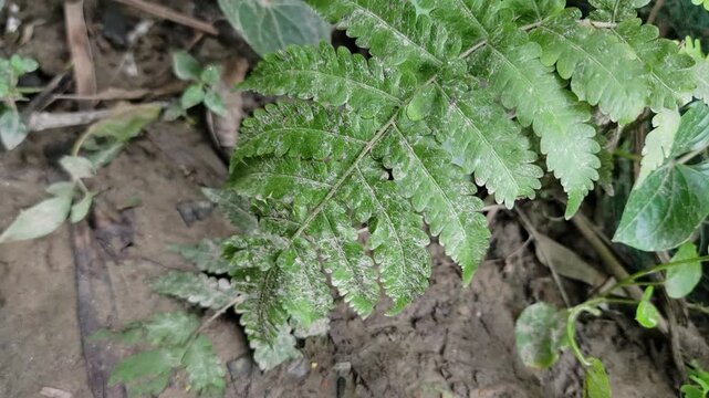 A close up view of a fern frond with intricate white patterns on its leaves