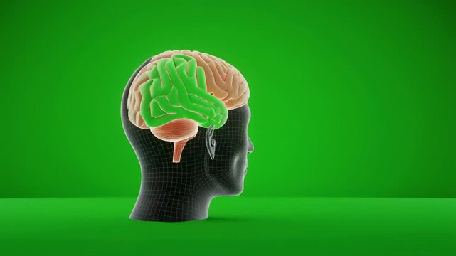 Human brain anatomy rotating with colorful lobes against a vibrant green background emphasizing cognitive function and medical research