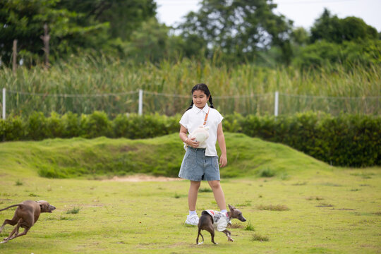 young caucasian woman embraces her gray Italian Greyhound dog, appearing relaxed and content. Home pets. woman holding and hugging her cute dog while walking in the park Outdoor