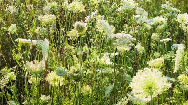 A field of wild carrot flowers sways gently in the summer wind. Dense clusters of white Queen Anne's lace blooms cover the green meadow, illuminating delicate umbel textures.