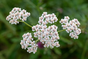 White Common Yarrow Flowers In Natural Meadow © Sylvaris Studio