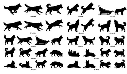 Professional Alaskan Husky Dog Silhouette Vector Illustration Bundle with Arctic Working Canine Poses for Commercial Design Projects © sobuj