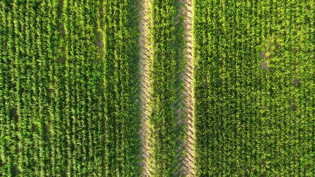Green wheat field aerial view with straight planting rows and tractor tire tracks across crops. Young cereal plants growing in organized lines with visible soil paths between strips. Farming