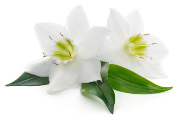 Obraz premium Two White Eucharis Flowers with Green Leaves