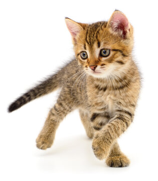 Small Tabby Kitten Walking Side View